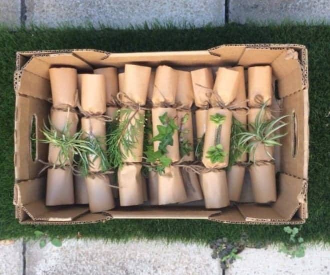 box of eco Christmas crackers on grass