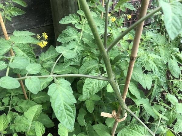 tomato plant tied to bamboo with yellow flowers