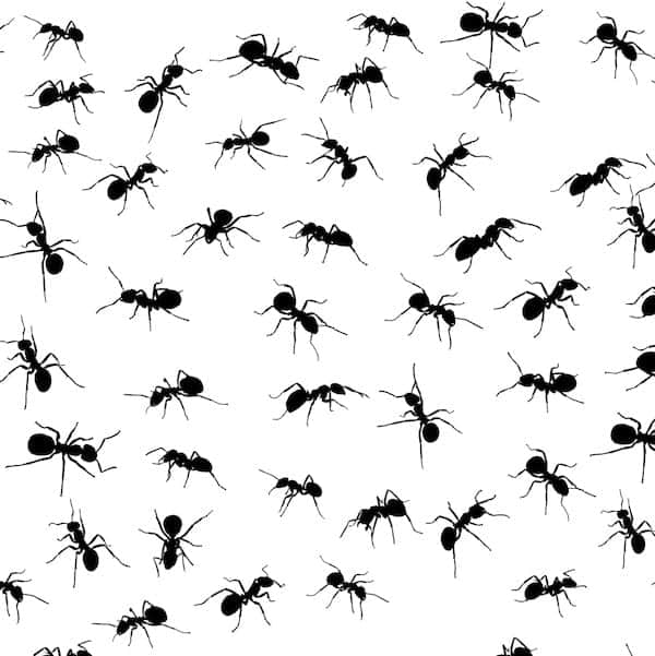 many ants spaced out on a white background