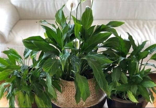 three peace lily plants in pots