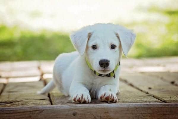 white puppy sitting on paving stones outdoors https://wellpet.org/