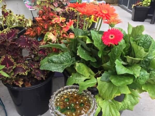 marbles in a glass dish next to flowers in a pot to create a water station for bees