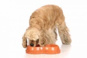 American Cocker Spaniel eating food, isolated on white background