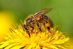 Bee is working on yellow dandelion.