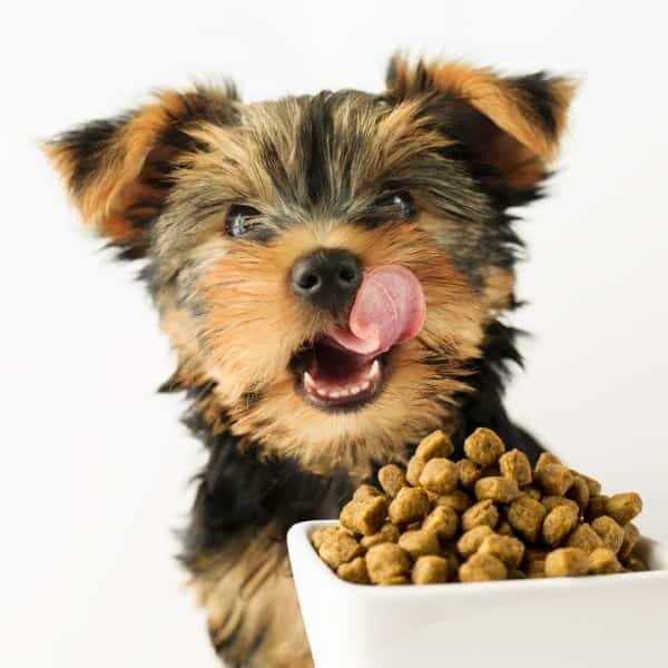 Yorkshire puppy licking lips in front of a bowl of tasty dog food