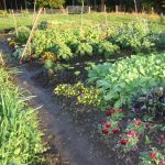 koanga gardens growing vegetables