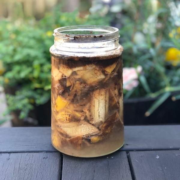 Banana skins cut up in a jar making banana fertiliser
