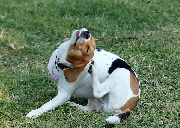 Dog scratching himself behind his ear on the grass