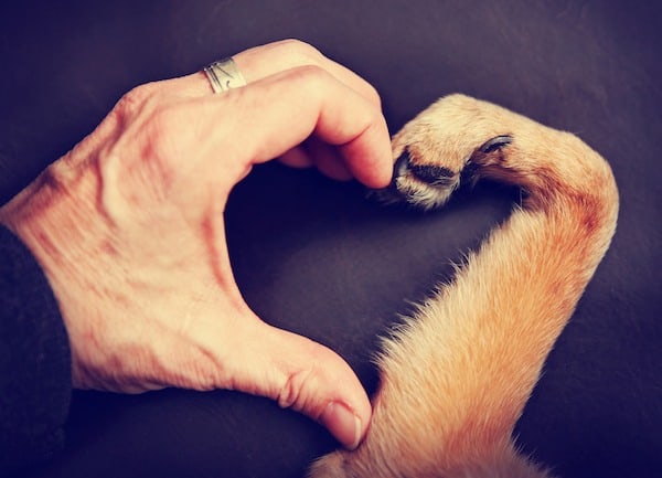 a person and a dog making a heart shape with the hand and paw toned with a retro vintage filter