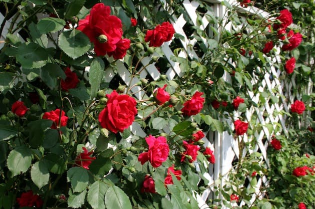 A white trellis supporting a red rose vine